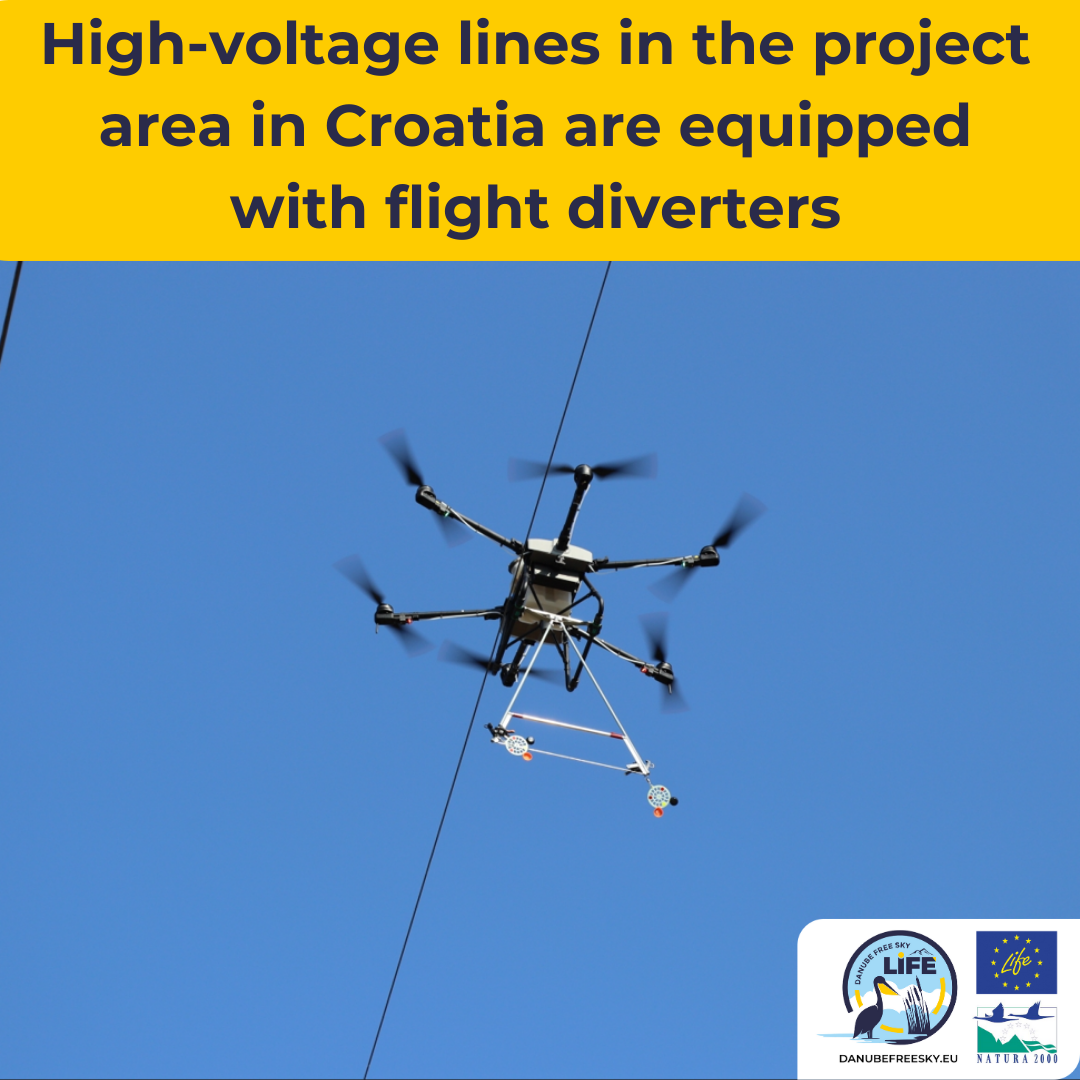 HIGH-VOLTAGE TRANSMISSION LINES ARE SAFER FOR BIRDS IN CROATIA